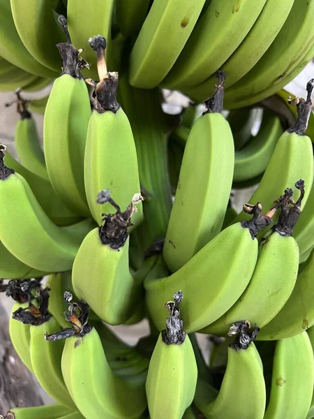 Κλείσιμο Του Πράσινου Μπανάνα Στην Άκρη Του Τοίχου Τούβλο Θολό — Φωτογραφία Αρχείου