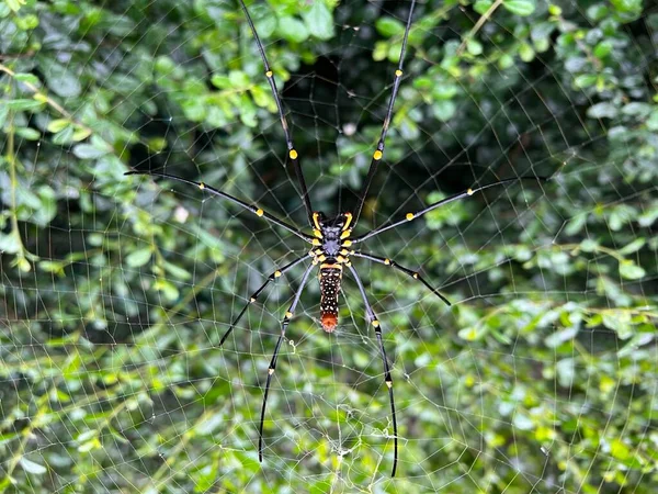 Una Araña Cercana Aferra Una Telaraña Fondo Verde Borroso — Foto de Stock