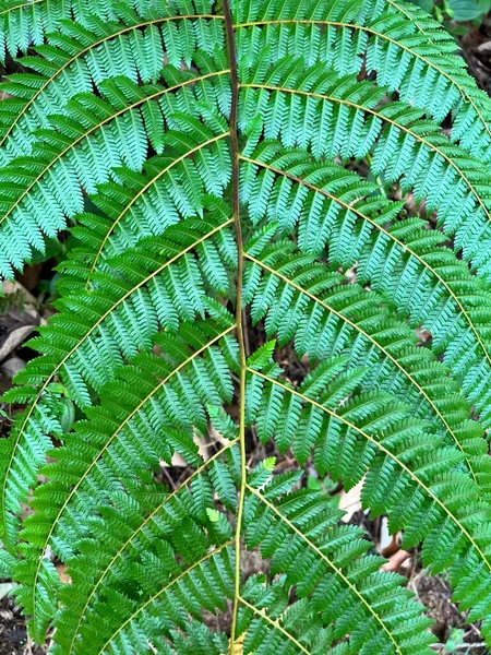 Gros Plan Fond Feuille Verte — Photo