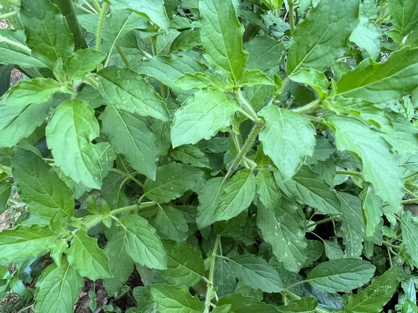 甘いバジルや学名の終わりは Ocimum Tenuiflorum葉 野菜やハーブの一種緑の葉です — ストック写真