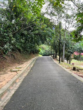 Yeşil ağaçlı bir kaldırım.