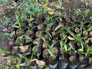 Siyah plastik içinde küçük palmiye grupları