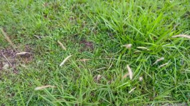 Tatilde beyaz çim çiçeği ve yeşil çimlerle rahatlayın..