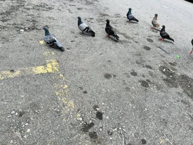 Kuş sürüleri binalarda ve sokaklarda dinleniyor..