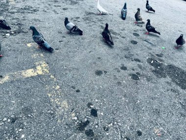 Kuş sürüleri binalarda ve sokaklarda dinleniyor..