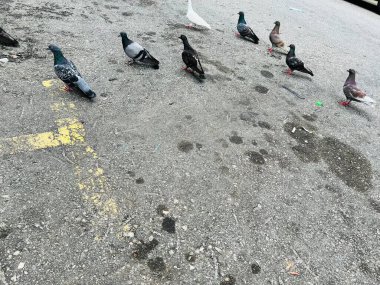 Kuş sürüleri binalarda ve sokaklarda dinleniyor..
