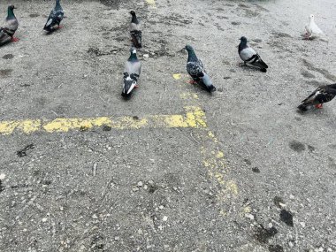 Kuş sürüleri binalarda ve sokaklarda dinleniyor..