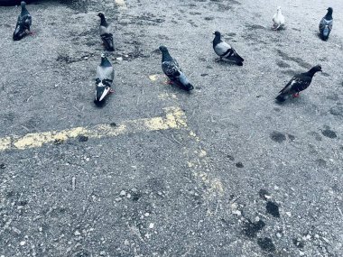 Kuş sürüleri binalarda ve sokaklarda dinleniyor..