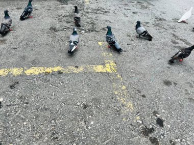 Kuş sürüleri binalarda ve sokaklarda dinleniyor..