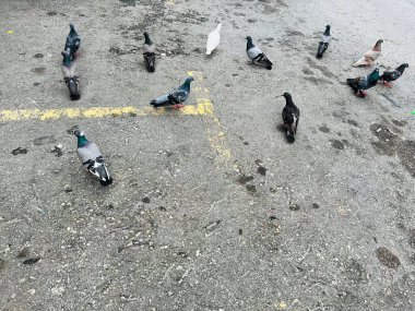Flocks of birds are resting in buildings and on the streets.