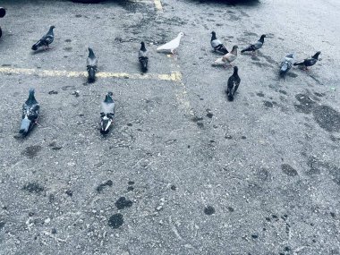 Kuş sürüleri binalarda ve sokaklarda dinleniyor..