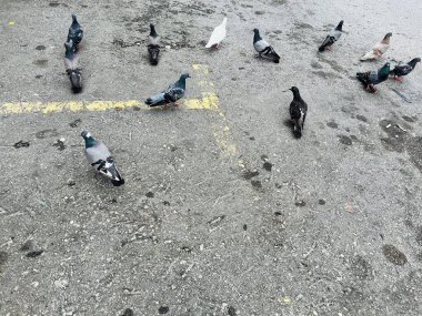 Kuş sürüleri binalarda ve sokaklarda dinleniyor..