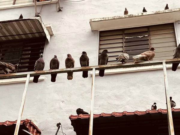 Flocks Birds Resting Buildings Streets — Fotografie, imagine de stoc