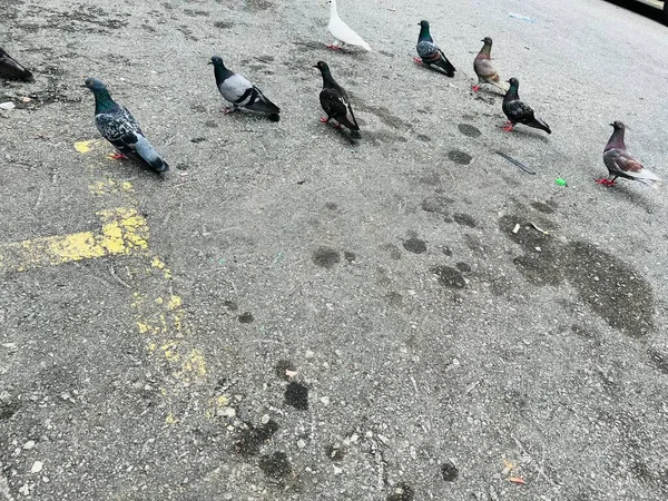Kuş Sürüleri Binalarda Sokaklarda Dinleniyor — Stok fotoğraf