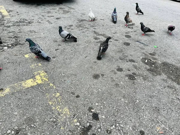 Flocks Birds Resting Buildings Streets — ストック写真