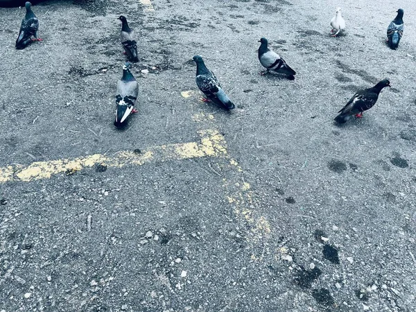 Flocks Birds Resting Buildings Streets — ストック写真