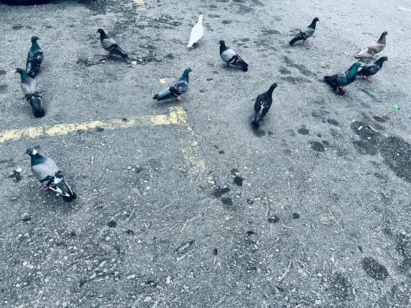 Vogelschwärme Ruhen Gebäuden Und Auf Den Straßen — Stockfoto