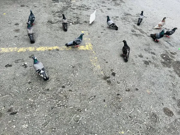 Flocks Birds Resting Buildings Streets — ストック写真