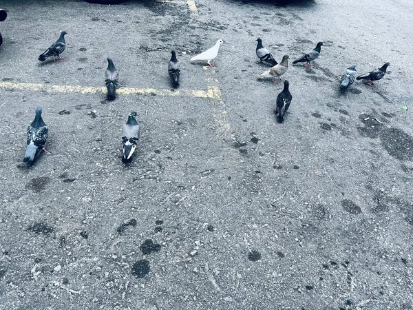 Vogelschwärme Ruhen Gebäuden Und Auf Den Straßen — Stockfoto