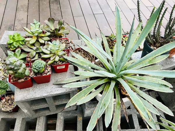 Sudut Kebun Kaktus Pemandangan Kebun Kaktus Coner Dalam Bangunan — Stok Foto