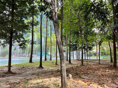 Parktaki gölgeli ağaçlar rahatlamak için uygundur..