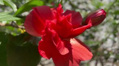 Çiçek açan kırmızı çiçeklere yaklaş 