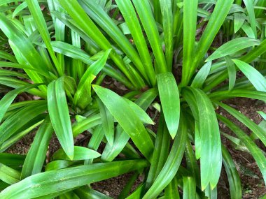 Yeşil yaprakların arkaplanını kapat