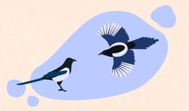 Düz stil iki saksağanın çizgi film çizimi. Kore 'nin ulusal kuşu saksağandır. Çin saksağanı. Siyah ve beyaz uzun kuyruklu kuş. Kanatlar ve kuyruk mavi parlar.