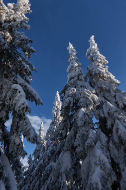 Kış sahnesindeki karlı orman. Karlı ağaçlar. Şubat 2022                                  