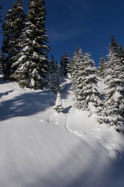 Kış sahnesindeki karlı orman. Karlı ağaçlar. Şubat 2022                                  