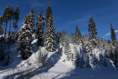 Kış sahnesindeki karlı orman. Karlı ağaçlar. Şubat 2022                                  