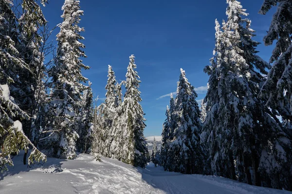 Śnieżny Las Zimowej Scenie Drzewa Śniegiem Luty 2022 — Zdjęcie stockowe