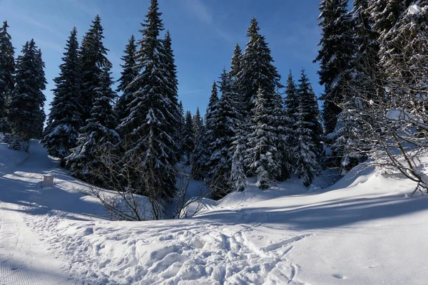 Śnieżny Las Zimowej Scenie Drzewa Śniegiem Luty 2022 — Zdjęcie stockowe