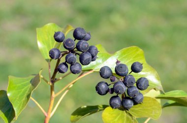 Sarmaşığın zehirli meyveleri (Hedera sarmaşığı) 