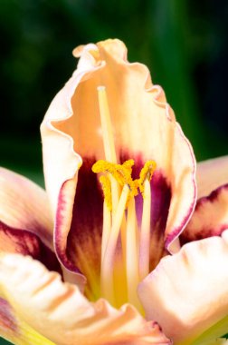Çiçek içinde günlük Hemerocallis 'in Küba Gökyüzü' nü. Jardin Botanico de Iturraran. Bask Ülkesi. İspanya 