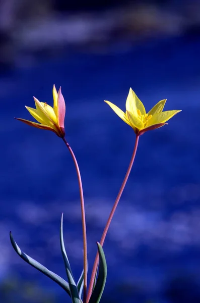 Tulipa Sylvestris subsp. Avusturalya