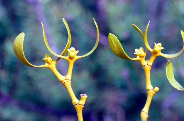 Цветы Омелы Viscum Album Паразитическое Растение — стоковое фото