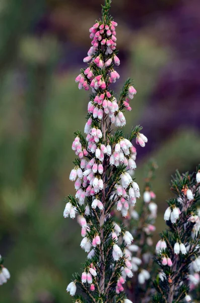 Fleurs Sauvages Printemps Erica Lusitanica — Photo