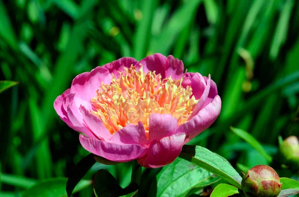 Paeonia Heidi Flor Jardín Botánico Iturraran País Vasco España —  Fotos de Stock