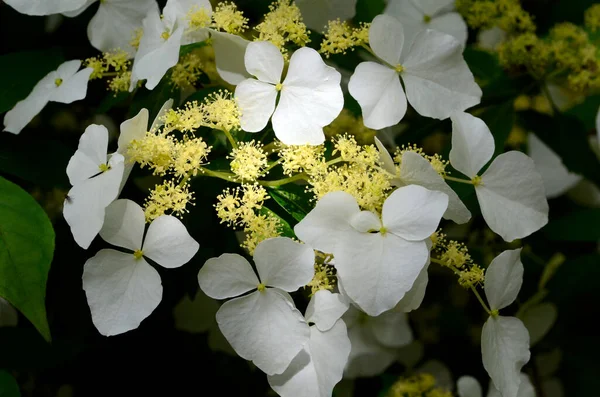 Ortensia Luteoveosa Fiore Orto Botanico Iturrarano Paesi Baschi Spagna — Foto Stock