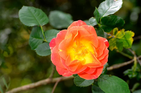 Rosa Joseph Coat Bloei Iturraran Botanische Tuin Baskenland Spanje — Stockfoto