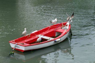 Mundaka 'da bir balıkçı teknesinde martılar. Urdaibai Biyosfer rezervi, Bask Ülkesi, İspanya