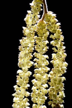 Polen alerjisi: Fındık çiçekleri (Corylus avellana)