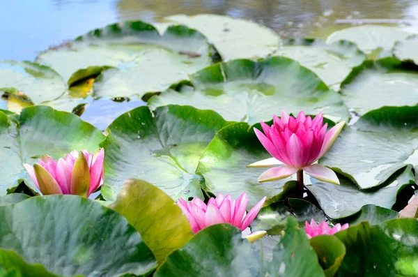 Nelumbo nucifera, Hint lotusu olarak da bilinir, bir su deposunda. 