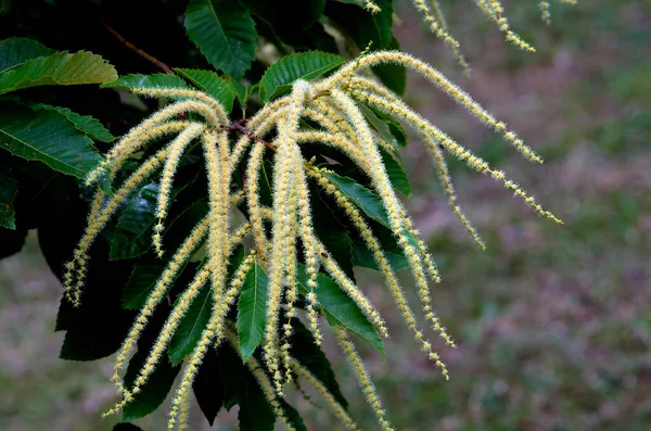 Kestane çiçekleri (Castanea sativa) 