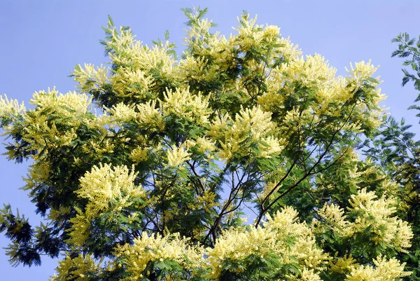 Polen alerjisi: mimoza çiçekleri (Acacia deal bata)