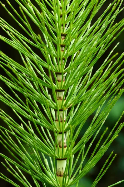 İlaç bitkileri: büyük at kuyruğu (Equisetum telmateia)
