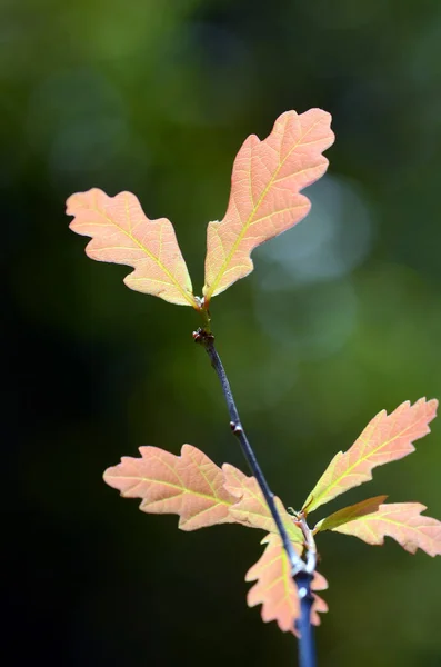 Tölgyfa Quercus Robur — Stock Fotó