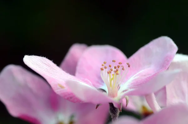 Drzewa Ozdobne Kwiaty Japońskiego Kwitnącego Kraba Malus Floribunda — Zdjęcie stockowe