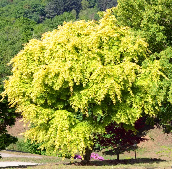 Acer Palmatum Katsura Arboretum University Basque Country Leioa Spain — Stock Photo, Image